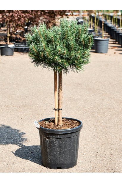 Сосна звичайна Ватерері на штамбі контейнер